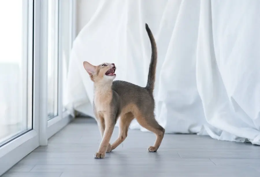 Excessive Meowing and Yowling Why Is My Cat So Vocal?